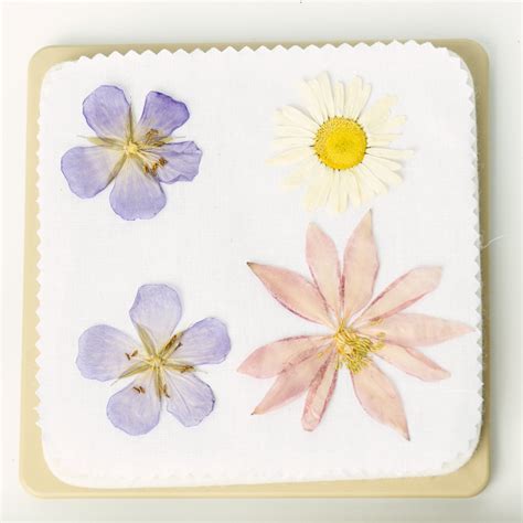 Flower Press Kits - Pressed Flowers Fast – Microfleur