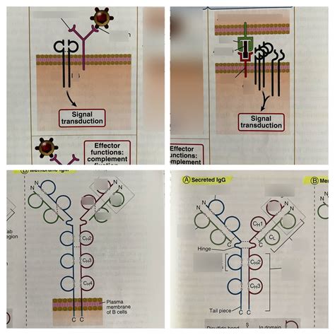 Immunology 的图像结果