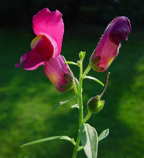 Power of Vital Expression : spiritual meaning of flower