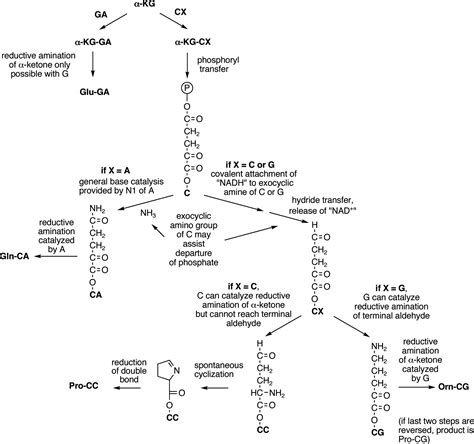 Codon 的图像结果