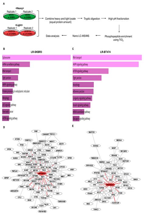 HSP90 Inhibitor, 17-DMAG, Alone and in Combination with Lapatinib ...