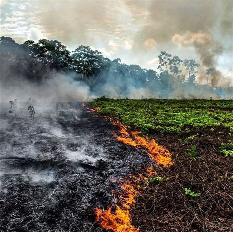 巴西亚马逊雨林砍伐面积增22% 15年来最严重
