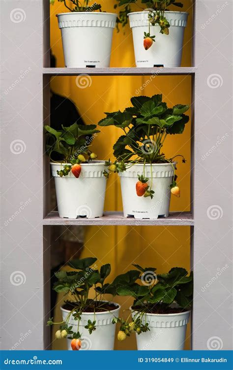 Strawberries Planted in the Pot on the Shelves Stock Image - Image of ...