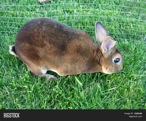 Brown Mini Rex Rabbits