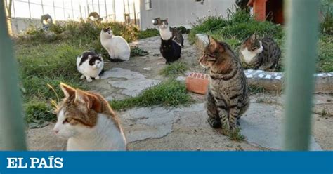 Quatre Camins Barcelona: How cats can become man’s best friend in ...