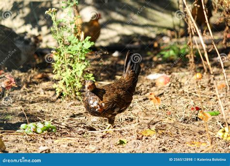 Domestic Poultry Farm. Young Hens and Chickens in the Fields. Domestic ...