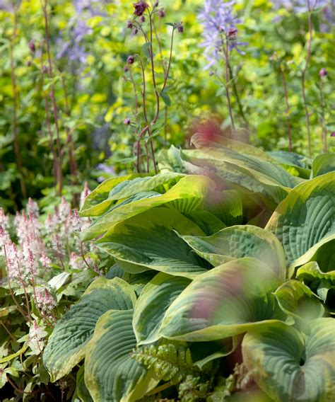 When To Cut Back Flowers On Hostas at Cameron Kopsen blog