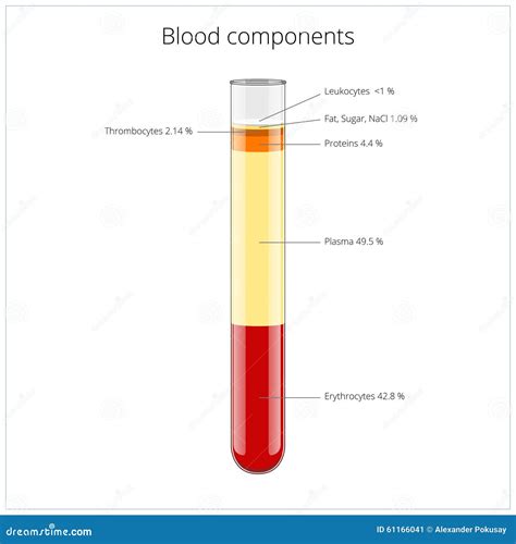 Blood Components Red White Blood Cells Plasma Chart Cartoon Vector | CartoonDealer.com #189247899