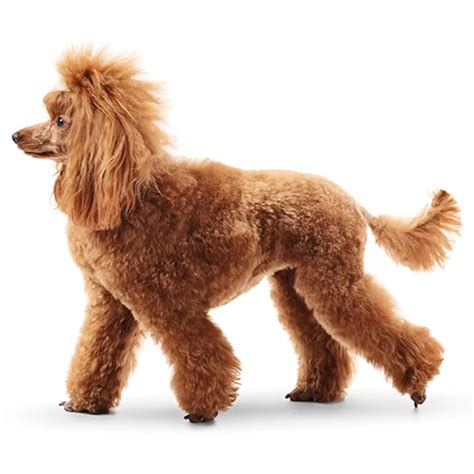 How to Care for Brown Standard Poodles: Essential Tips for New Owners