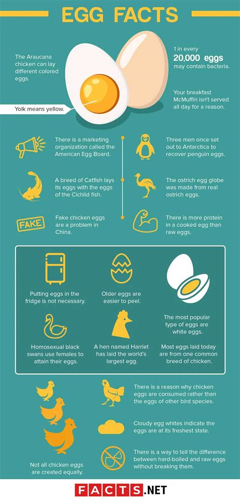 Ostrich Egg Nutrition Facts | Besto Blog