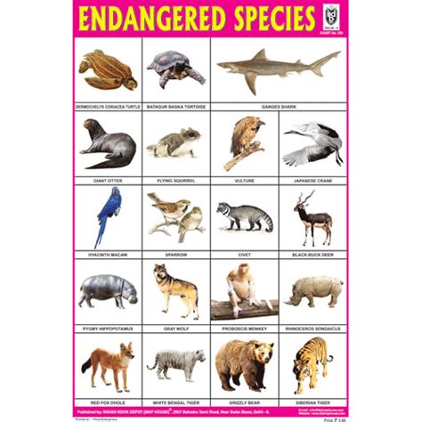ENDANGERED SPECIES CHART SIZE 12X18 (INCHS) 300GSM ARTCARD