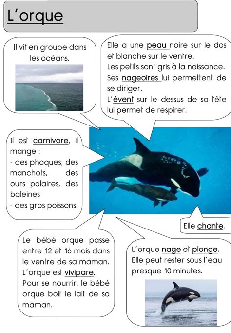 Épinglé par Valerie Freemantle sur Classroom -French | Documentaire animaux, Classification des ...