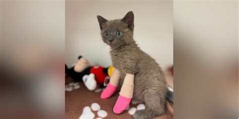 Kitten rescued after suffering severe frostbite in Buffalo | Fox Weather