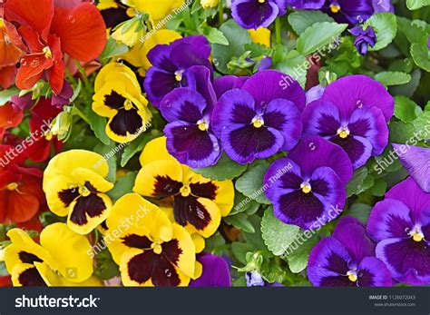 99,108 Pansies Images, Stock Photos & Vectors | Shutterstock