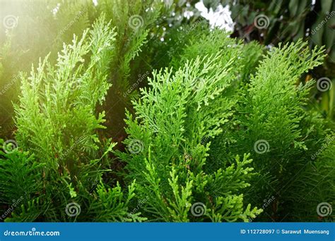 Leaves of Pine Tree or Oriental Arborvitae , Scientific Name Stock ...