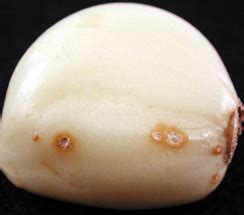 TNAU Agritech Portal :: Crop Protection