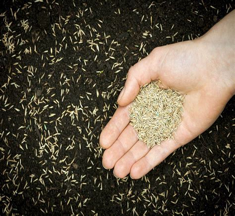 How To Plant Grass Seed In Clay Soil | Storables