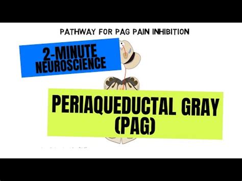 2-Minute Neuroscience: Periaqeuductal Gray (PAG) Video Lecture - A-Z ...