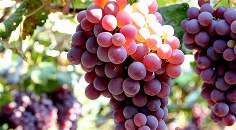 中国葡萄品种最甜十大排名榜，葡萄有几个品种，哪个品种最好吃最甜