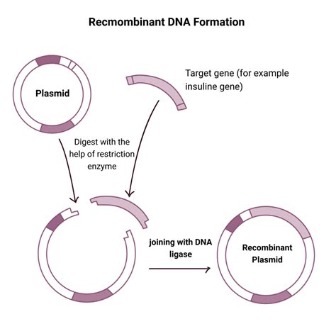 DNA Cloning Process 的图像结果