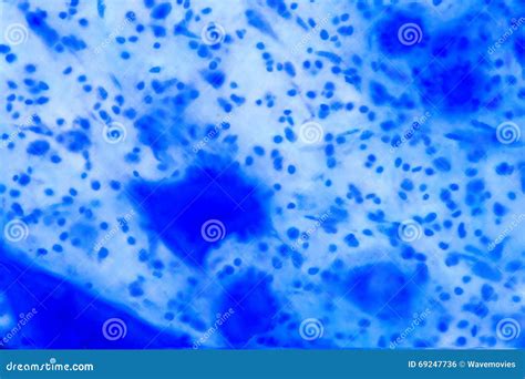 Nerve Cell Under the Microscope - Abstract Blue Dots on White Ba Stock ...