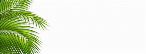 Palm on white Vectors - Download Free High-Quality Vectors from Freepik ...