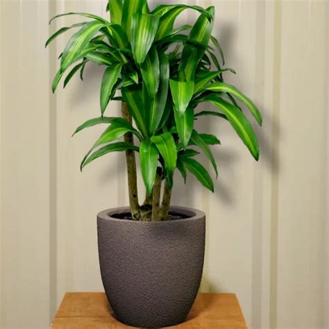 Frp planters - FRP Flower Pot Manufacturer from Bengaluru