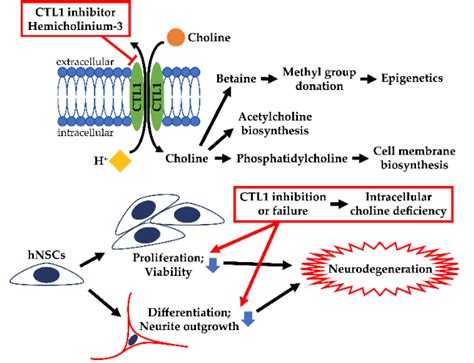 Functional Expression of Choline Transporters in Human Neural Stem ...