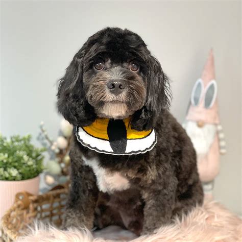 Online booking - Pawsitive Pet Grooming