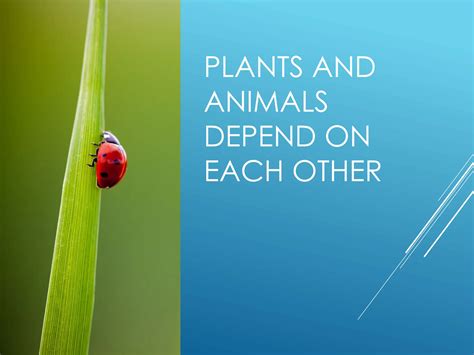 The Unseen Partnership: How Plants Depend On Animals