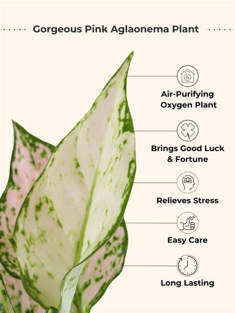 Buy Greenkin Golden Money Plant & Aglaonema Plant in Eco Pot (Pack of 2 ...