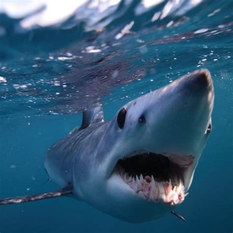 Oceana on Instagram: "Blink and you'll miss the shortfin mako shark ...