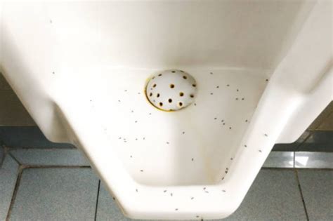 Why Are There Ants In My Bathroom? - California Coast Plumbers