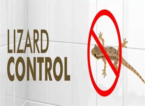 Lizard Pest Control Service - Lizard Control Service Trader ...