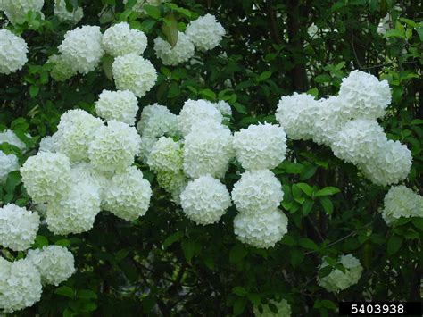 Chinese snowball (Viburnum macrocephalum Fortune)