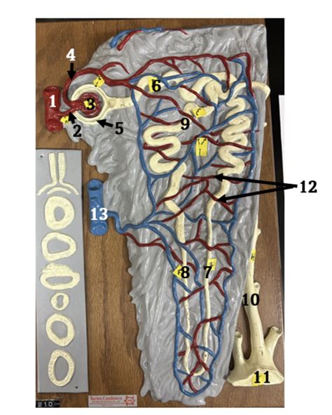 Image result for Nephron Model Project Images Using Clay