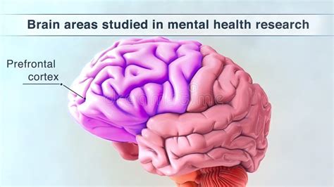 Image result for Prefrontal Cortex Front Perspective