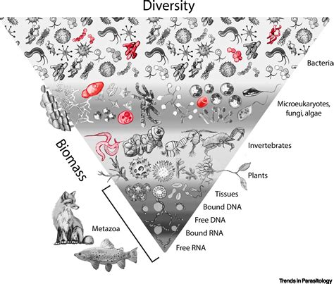 Environmental DNA/RNA for pathogen and parasite detection, surveillance, and ecology: Trends in ...