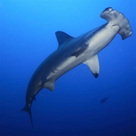 Hammerhead Shark Facts For Kids at Sophie Olsen blog