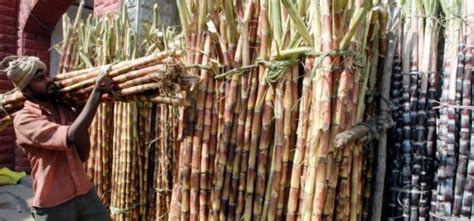 विदेश की नौकरी छोड़ भारत लौटे, खेती में छोटा सा प्रयोग किया, अब लाखों ...