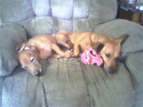 Panacur C Canine Dewormer (2 Gram) | On Sale | EntirelyPets