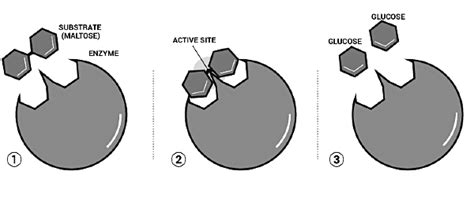 Enzymes Structure, Classification and Function - Chemistry for ACT PDF ...