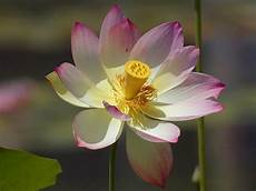 fior di lotto free photo lotus blossom flower nature free image on fior di lotto free photo lotus blossom flower nature free image on