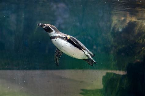 Decatur 的图像结果