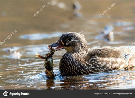 Image result for Toad Eating Duck
