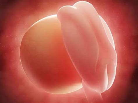 怀孕1-10个月胎儿生长发育图_孕早期_怀孕_太平洋亲子网