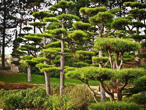 Evergreen Trees: Do We Need Them in the City? - Topos Magazine