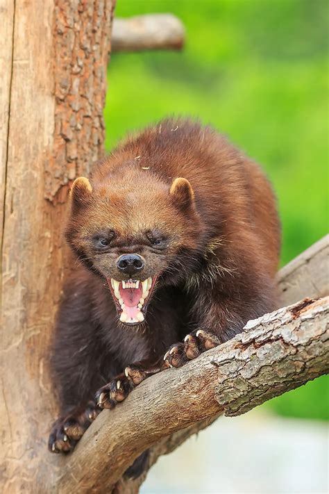 Wolverine Facts: Animals of North America