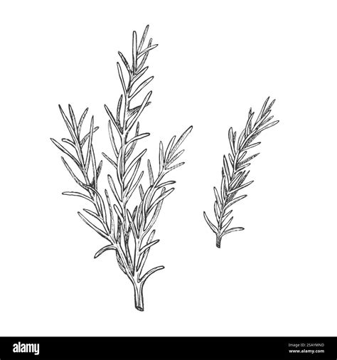 Sprig of rosemary. Graphic illustration. Isolated vector. Condiment and ...