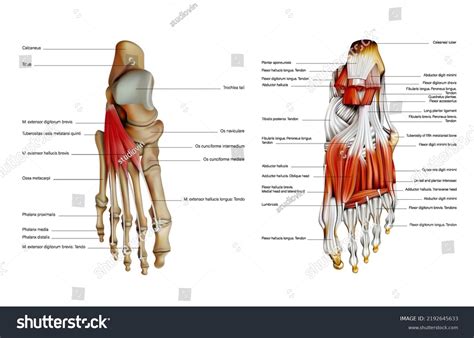Foot Tendon Anatomy Diagram